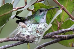 Mangrove Hummingbird on Nest