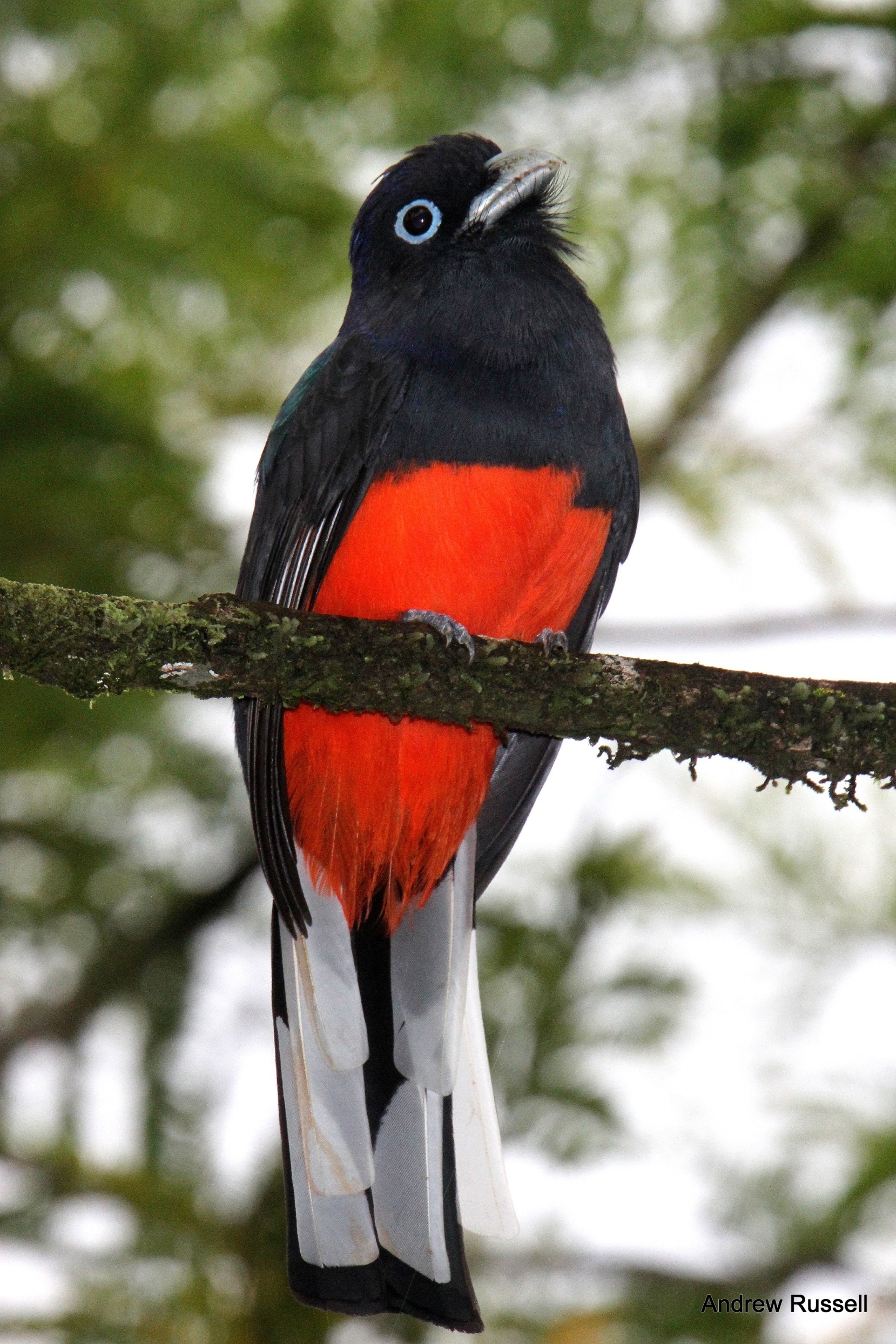 Baird's Trogon