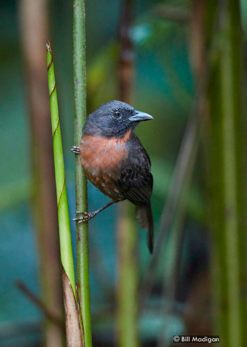 Black-cheeked Ant-Tanager