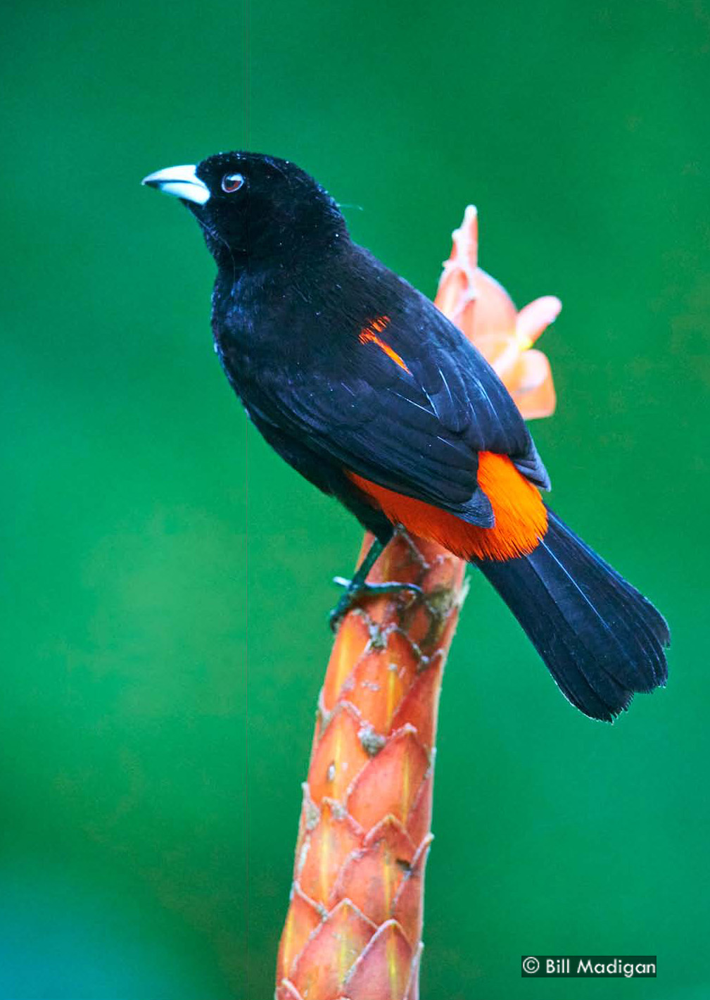 Cherries Tanager