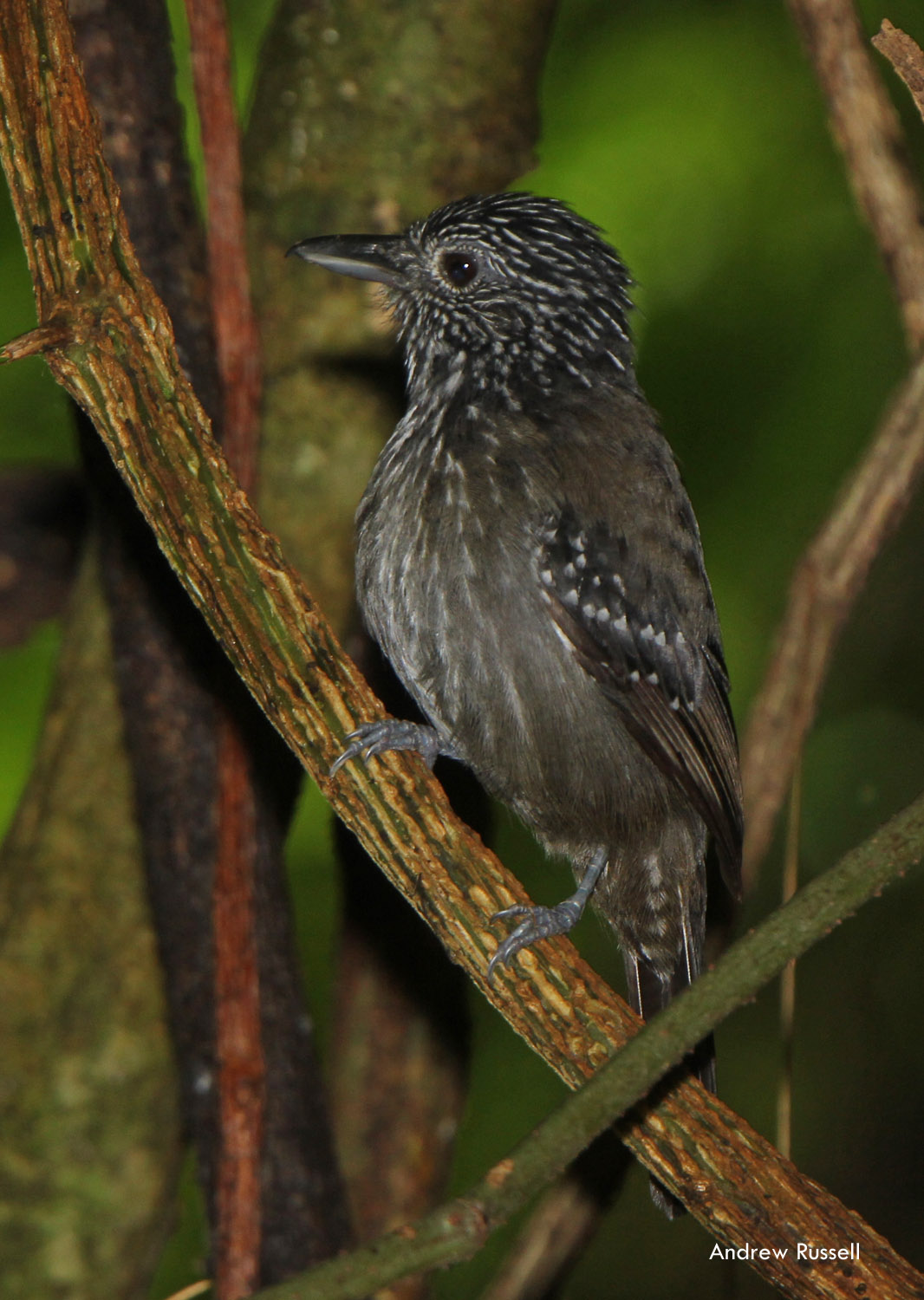 Black-hooded Antshrike