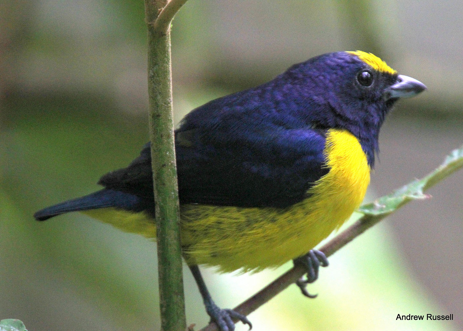 Spot-crowned Euphonia