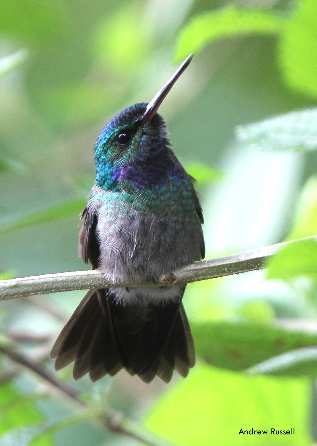 Charming Hummingbird