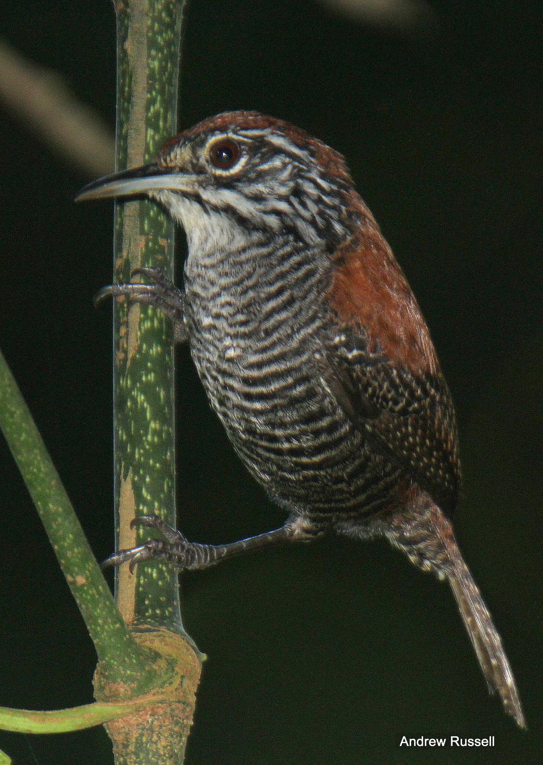 Riverside Wren