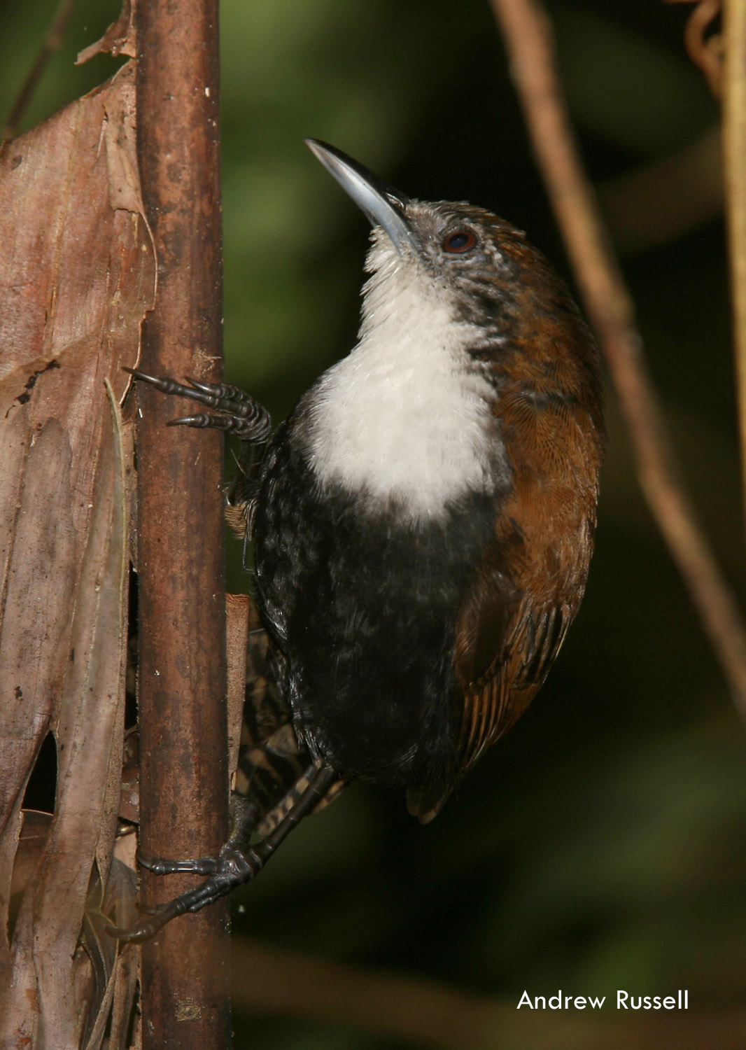 Black-bellied Wren