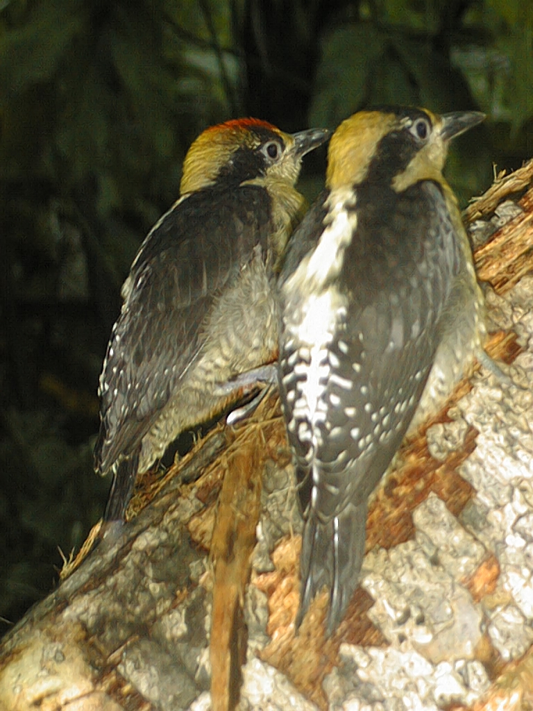 Golden-naped Woodpecker