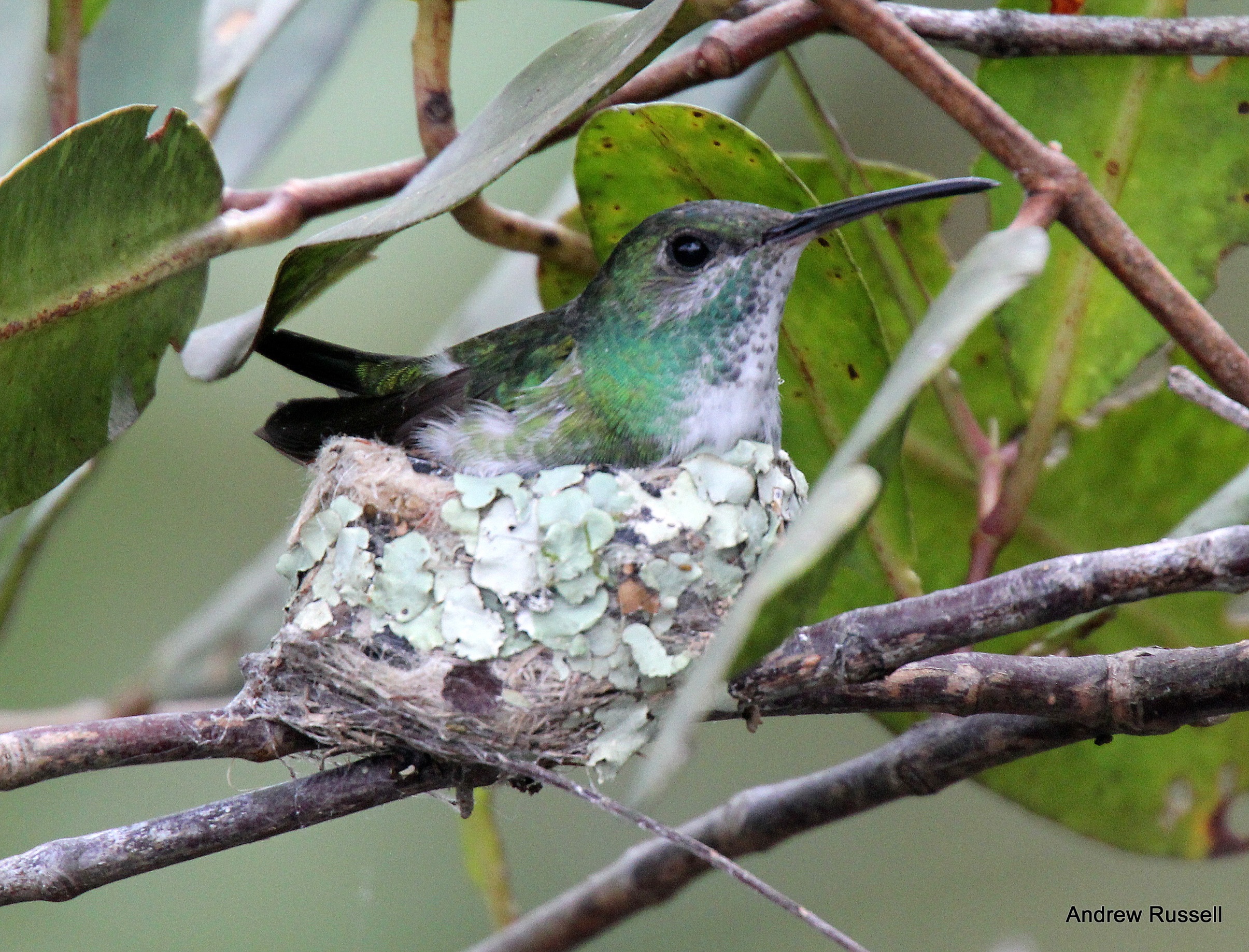 Mangrove Hummingbird on Nest