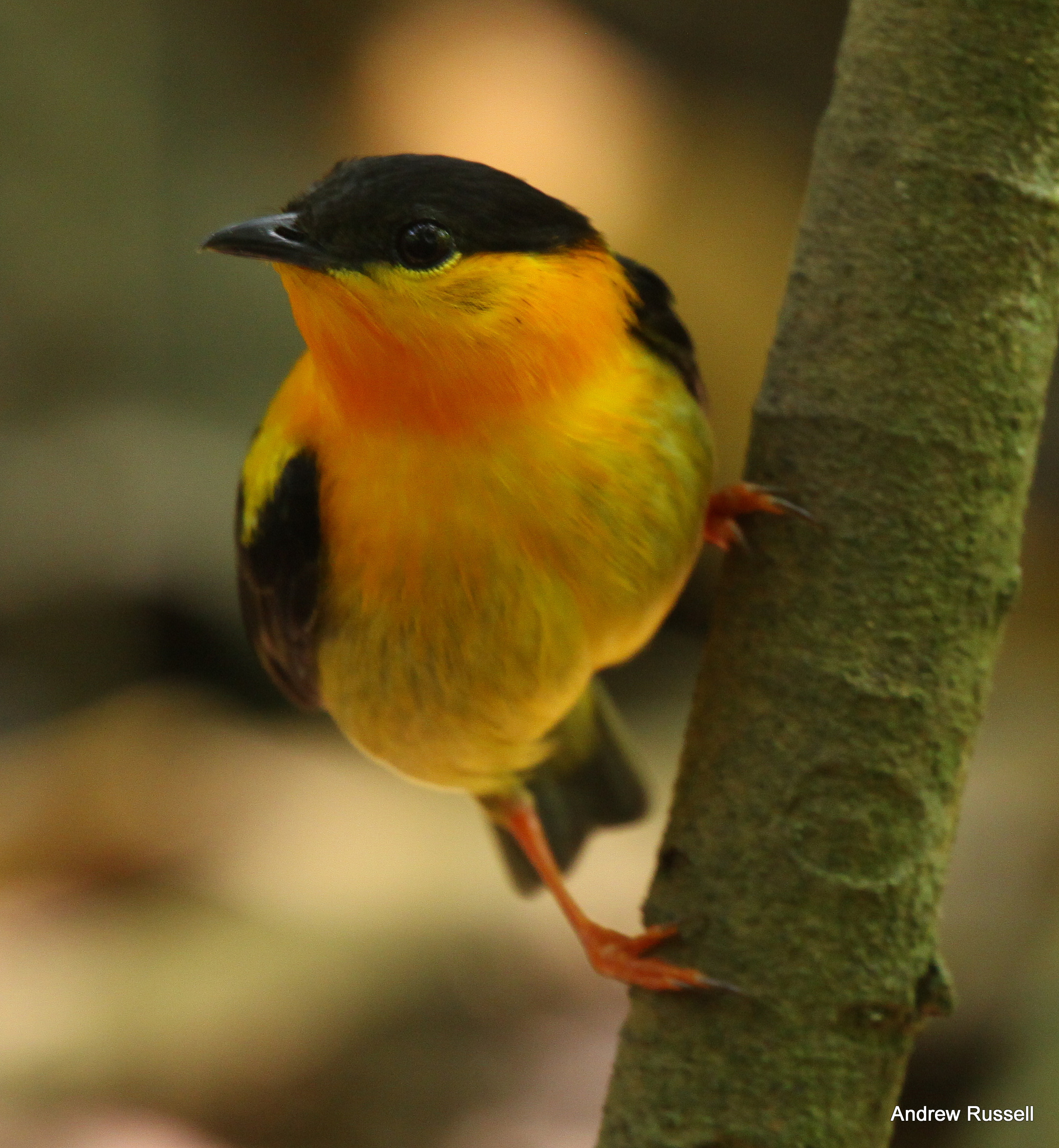 Orange-collared-Manakin