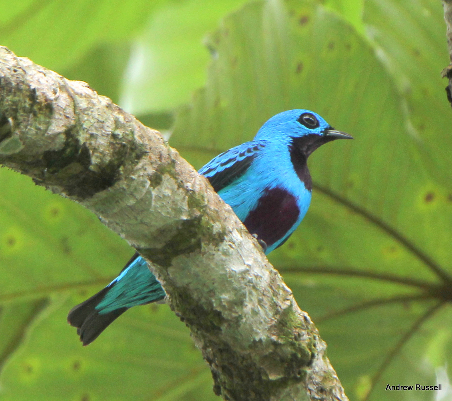 Turquoise Cotinga