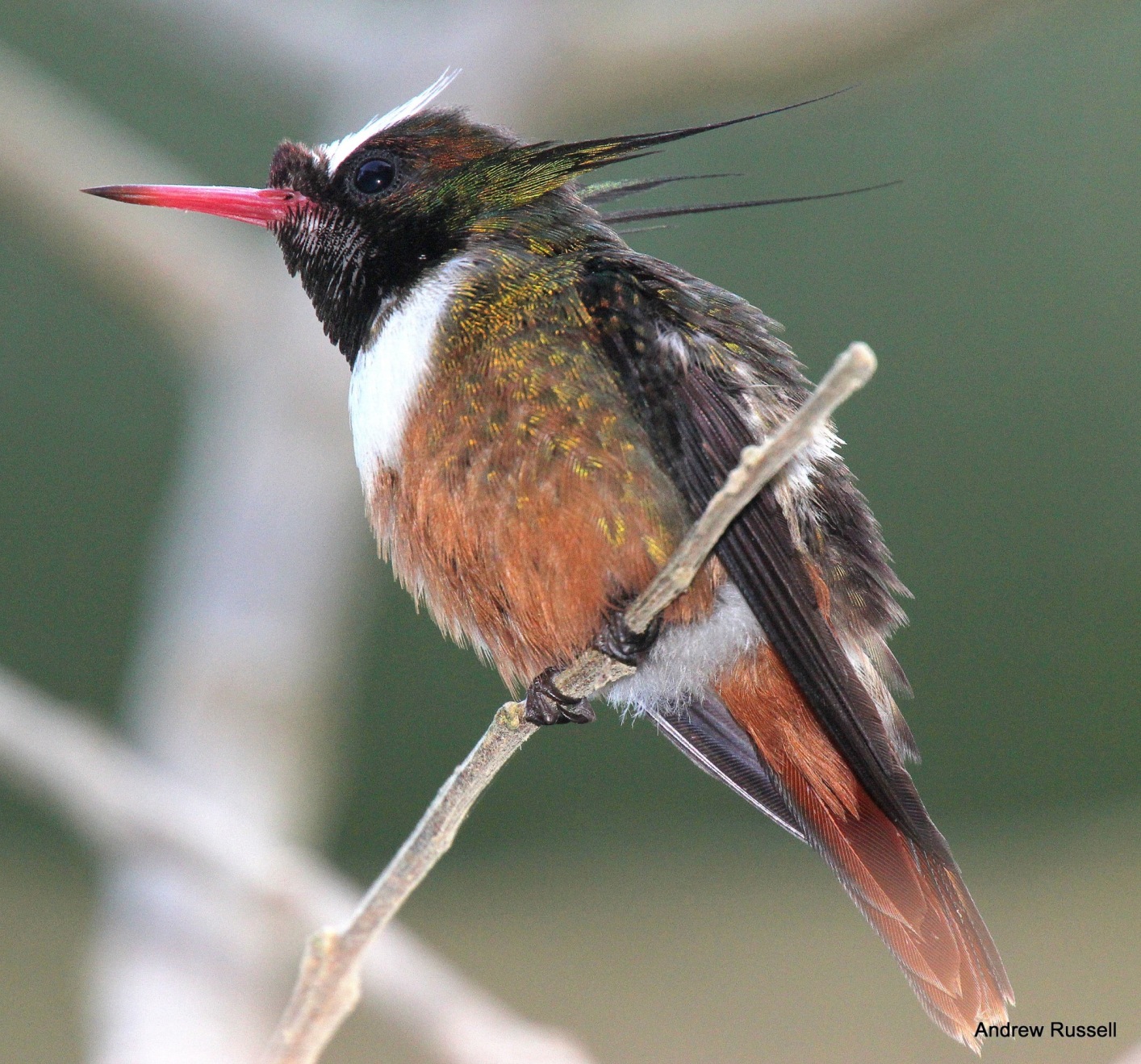White-crested Coquette