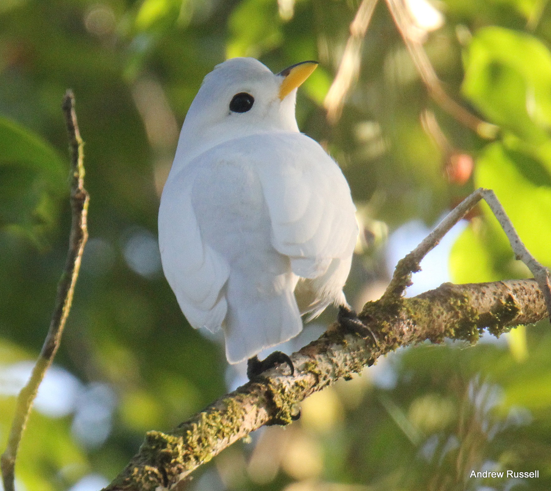 Yellow-billed Cotinga
