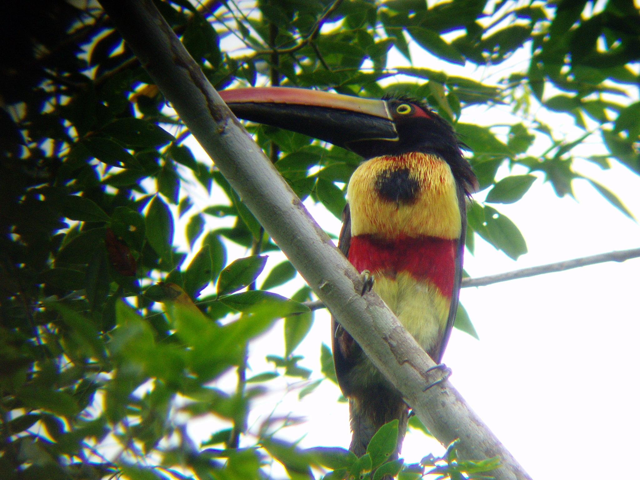 Fiery -billed Aracari