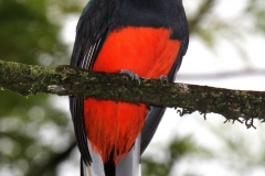 Baird's Trogon