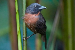 Black-cheeked Ant-Tanager
