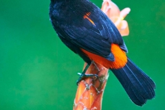 Cherries Tanager