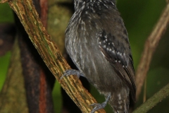 Black-hooded Antshrike