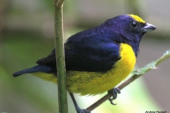 Spot-crowned Euphonia