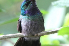 Charming Hummingbird