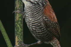 Riverside Wren