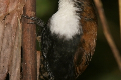 Black-bellied Wren