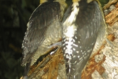Golden-naped Woodpecker