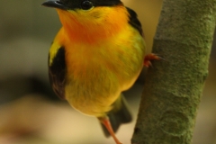 Orange-collared-Manakin