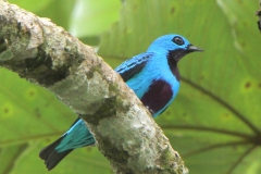 Turquoise Cotinga