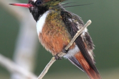 White-crested Coquette