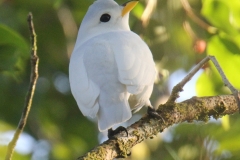 Yellow-billed Cotinga