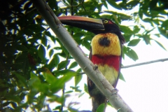 Fiery -billed Aracari