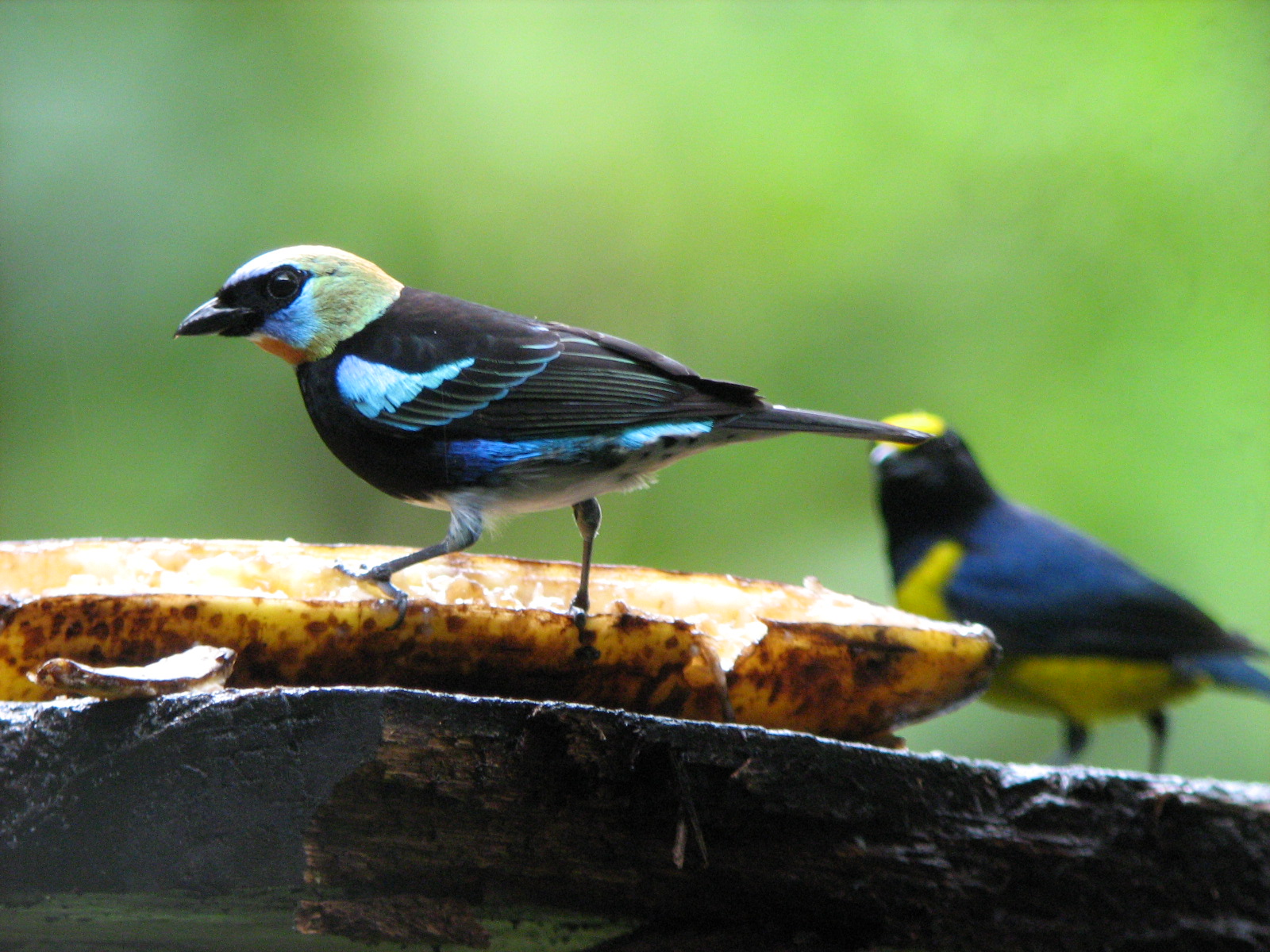 Birdwatching by the feeders near the lodge