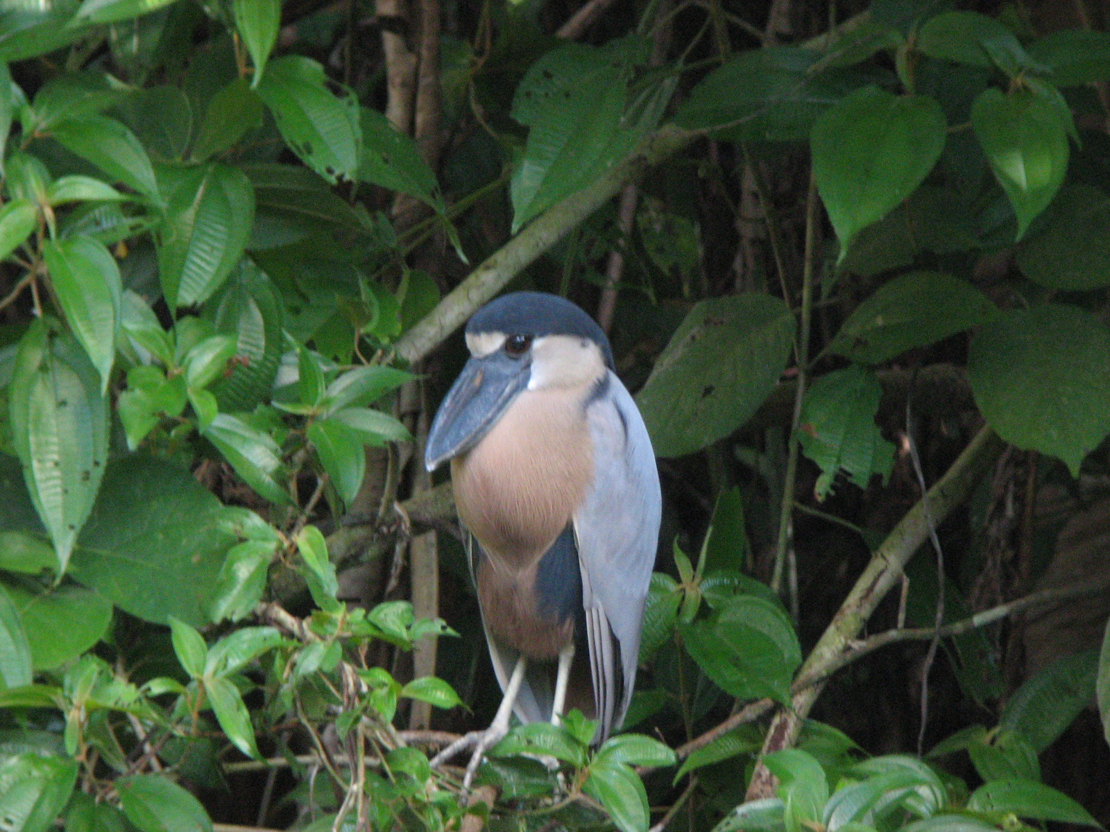 Boat-billed Heron