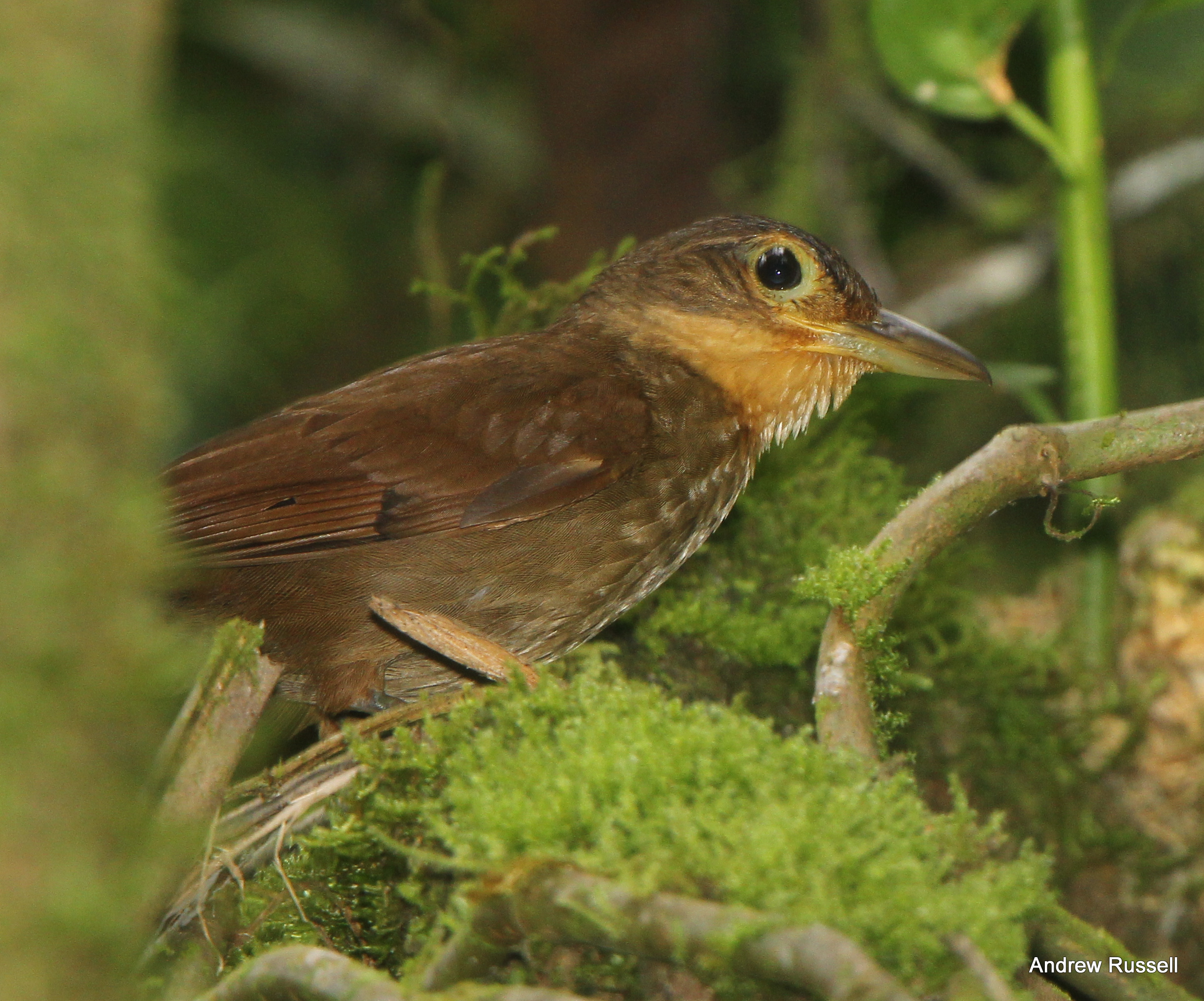 Buff-throated Foliage-gleaner, Photo by Andrew Russell