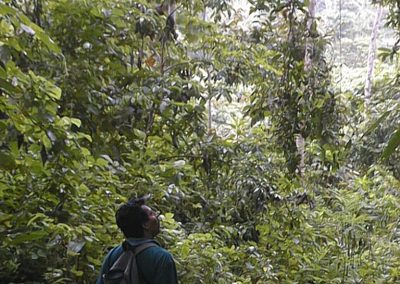 Rainforests to be explored