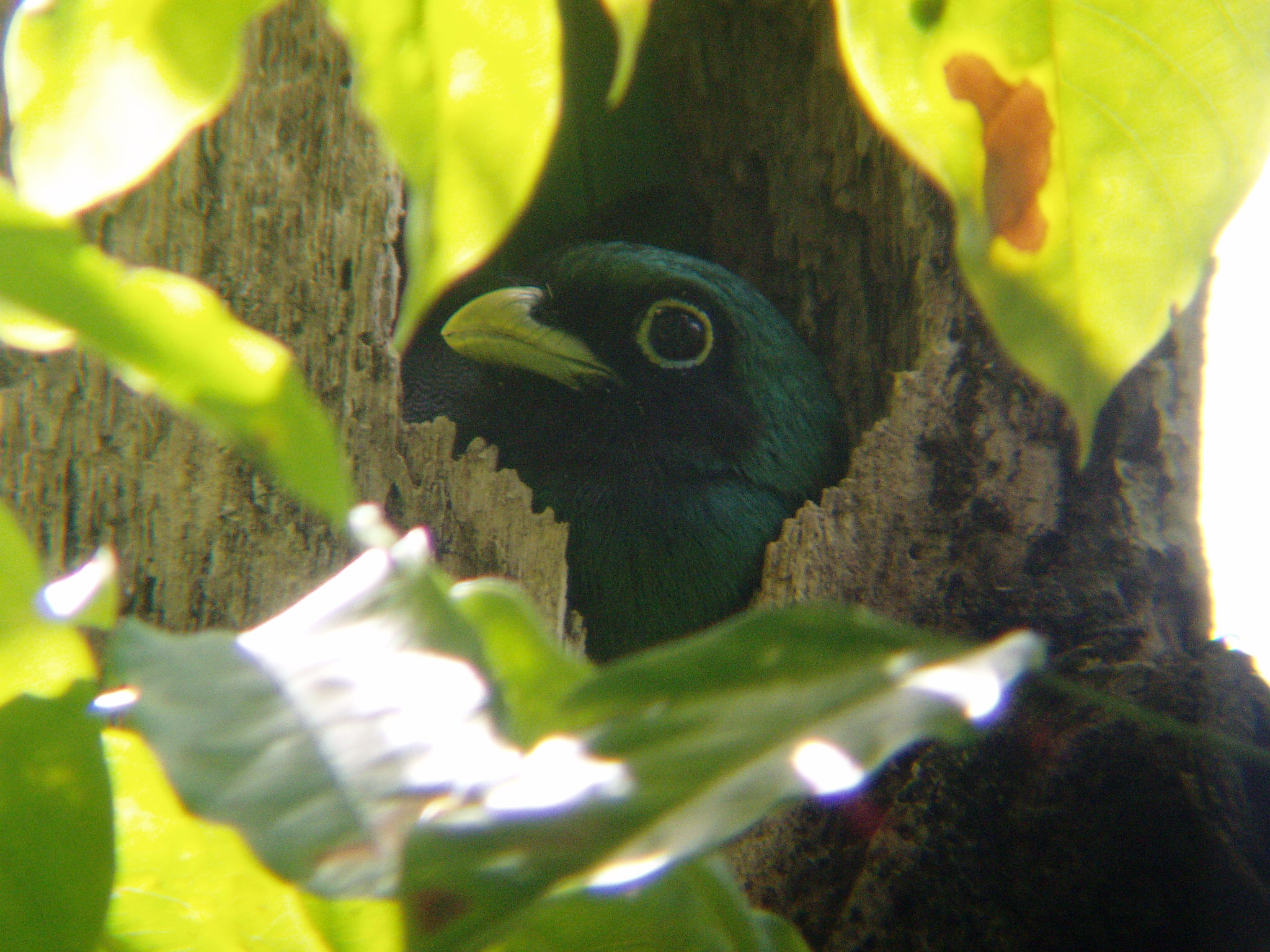 Black-throated Trogon on Nest