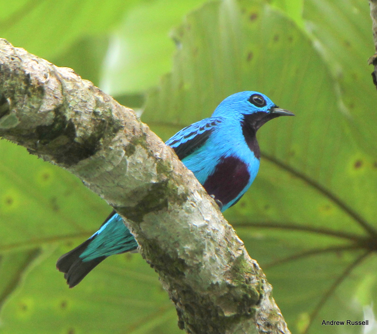 Turquoise Cotinga, Photo by Andrew Russell