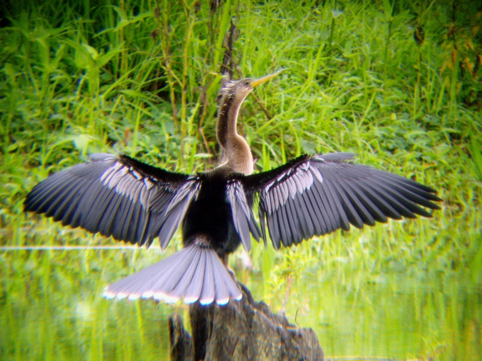 Anahinga Sunning