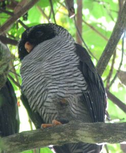 Black and White Owl 