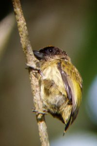 Oliveous Piculet 