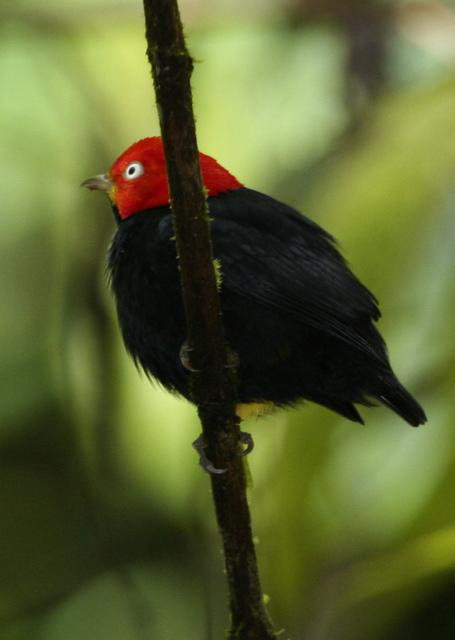 Red-Capped Manakin, Birding on the Osa Peninsula