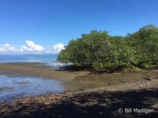 Mangroves along the Golfo Dulce