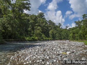 The Rio Tigre near Corcovado National Park, Costa Rica