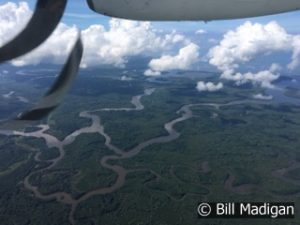 The Rio Sierpe, near Corcovado, and one of the largest Pacific mangroves in Central America