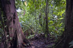 Primary lowland rainforest near Corcovado, Costa Rica