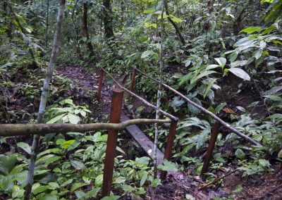 The Ocelot Trail, located on our preserve