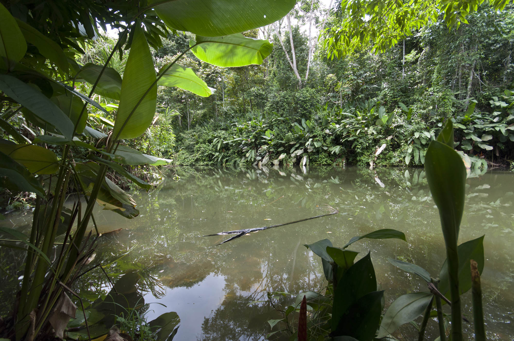 The Boat-billed Heron Lagoon, a great birding hotspot