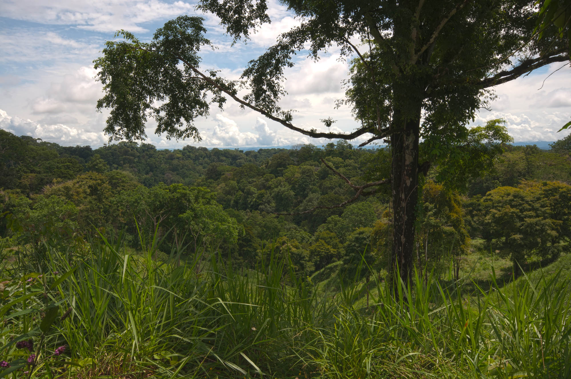 Top of the ridge near Bosque del Rio Tigre Lodge