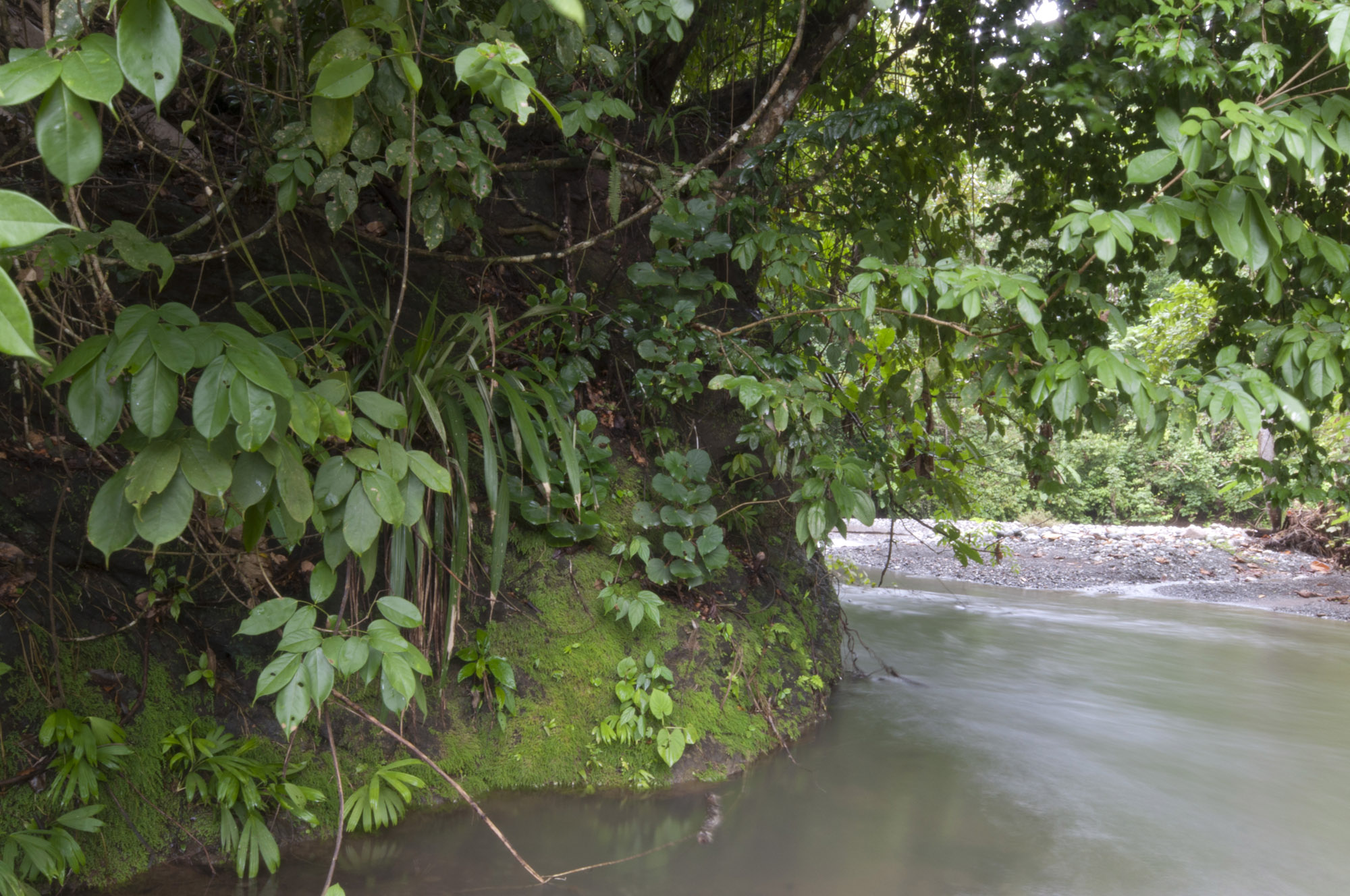 Rio Tigre in front of the Bosque del Rio Tigre Lodge