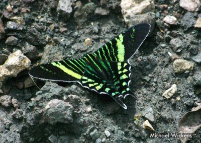 Urania Swallowtail Moth at Bosque del Rio Tigre Lodge