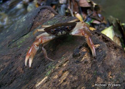 Land Crab at Bosque del Rio Tigre Lodge
